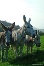 Donkeys