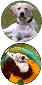 picdog1
